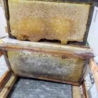 عسل طبیعی تالش مزه جنگلی