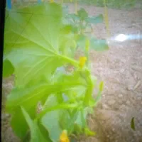 سر کار  گر زمین کشاورزی