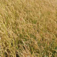 برنج کامفیروزی|خوردنی و آشامیدنی|سپیدان, |دیوار