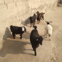 حیوانات مزرعه