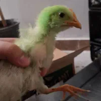 جوجه رنگی ۱ ماه سالم و سلامت