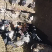 کفتر پرشی|پرنده|مشهد, باغون آباد|دیوار