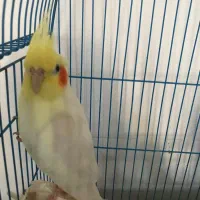 عروس هلندی نر|پرنده|ماسال, |دیوار