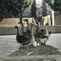 ۸عدد قوغاز به صورت یکجا
