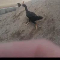 فروش یک عدد خروس دورگه و یک عدد مرغ دورگه|حیوانات مزرعه|کرانی, |دیوار