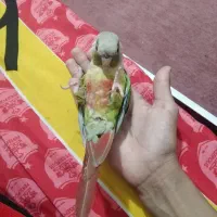 طوطی گرینچیگ بازیگوش|پرنده|زرند, |دیوار