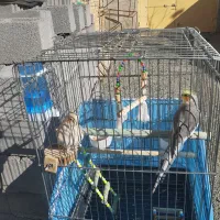 عروس هلندی|پرنده|کامیاران, |دیوار