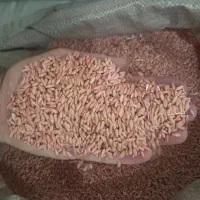 گندم دیم بذر باران