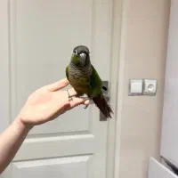 یک جفت پرنده گرینچیک