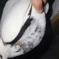 هفت رنگ|پرنده|دهدشت, |دیوار