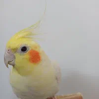 عروس هلندی نر لوتینو|پرنده|قم, زاویه|دیوار