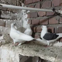 گرده دار