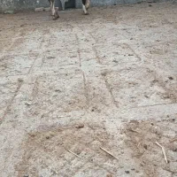 فروش گوساله نر