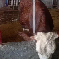 گوساله ماده سیمینتال