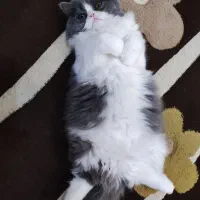 گربه ی بریتیش|گربه|رشت, گلزاران|دیوار