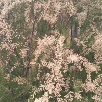 فروش-زمین-باغی-و-تجاری-ومسکونی-روستای-ده-برافتاب