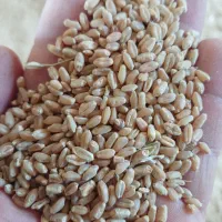 گندم بذری تیرگان