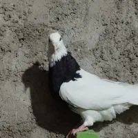 طوقی بندر دیلم