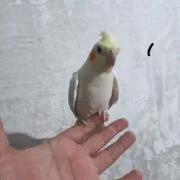 عروس هلندی سه عدد|پرنده|صحنه, |دیوار