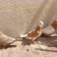 کبوتر ، کفتر ، 3 عدد کبوتر|پرنده|شیراز, شهرک گلستان|دیوار