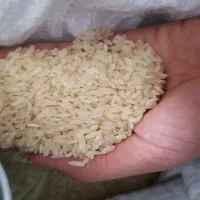 فروش برنج کامفیروز و چمپا محلی