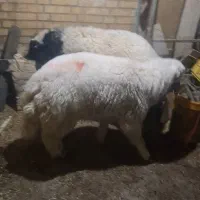 بره نرشرط پرگوشت