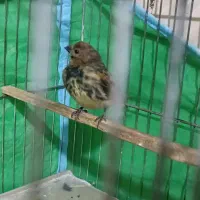 گلبسر|پرنده|اندیمشک, |دیوار