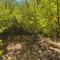 زمین و خونه اسکلت فلزی پروانه وسند تک برگ|فروش زمین و ملک کلنگی|دهبکری, |دیوار