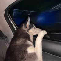 سگ هاسکی|سگ|ورامین, ورامین|دیوار