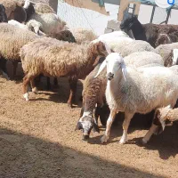 بره پرواری|حیوانات مزرعه|بهبهان, |دیوار