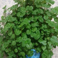 گل زیبا و شاداب