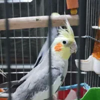 فروش ۴ عروس هلندی نیمه دستی و سرحال ارزان