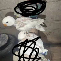 کوتوله برزیلی|پرنده|مرودشت, مجد آباد|دیوار