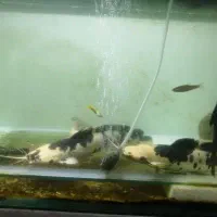 کت افریقای 30 سانتی 2تا معاوضه گوپی گیاه