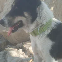 واگذاری|سگ|نورآباد ممسنی, |دیوار