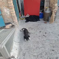 سگ پاکوتاه بازیگوش|سگ|اهر, |دیوار