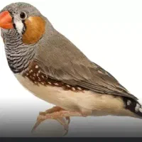 جفت مرغ عشق دستی خشگل و تعدادی فنچ نر یکسر کینگ مس