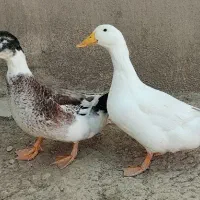 ۲عدد اردک ۵ماهه
