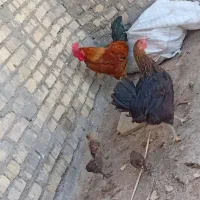 کوی علوی