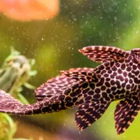 اکواریوم درجه یک