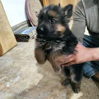 واگذاری توله ژرمن بلک و ابلغ|سگ|ساری, |دیوار