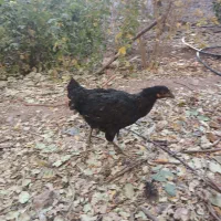 جوجه خروس مرغ|حیوانات مزرعه|قزوین, |دیوار