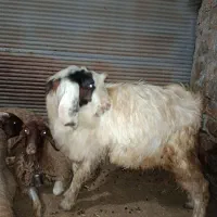 بز نر (ساورین) داشتی|حیوانات مزرعه|جوانرود, |دیوار