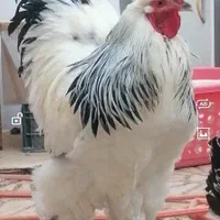 فروش جوجه برهما اصل رومانی|حیوانات مزرعه|قم, حنیف نژاد|دیوار