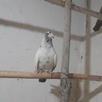 پرشی|پرنده|گل تپه, |دیوار