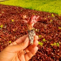 گلخانه رویش.تولیدکننده انواع نشا با کیفیت مناسب|خدمات باغبانی و درختکاری|هشتگرد, شهرک گلخانه|دیوار