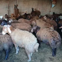 گوسفند کشتاری