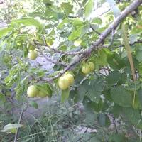 باغ با سند شش دانگ|فروش خانه و ویلا|صوفیان, |دیوار