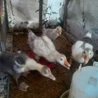 غاز|حیوانات مزرعه|رشت, لاکان|دیوار