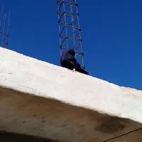 کبوتر پرنده آواز خان